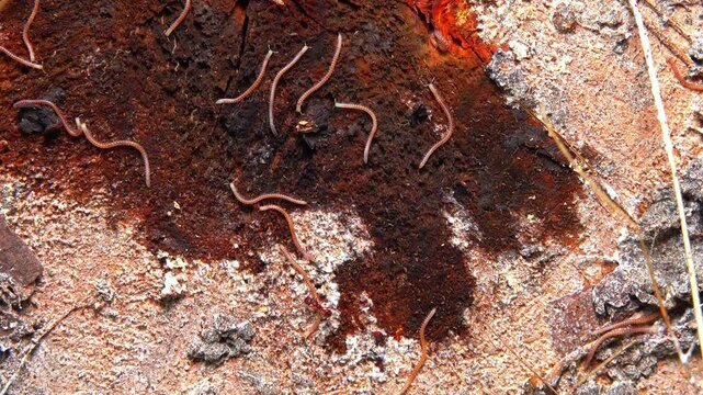 Blaniulus  guttulatus - Millipedes on an old oak tree stump in the garden, Ukraine