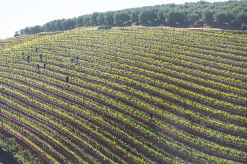 Grape vines with workers on a hillside