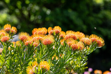 Orange pincushion protea (Leucospermum spp.)