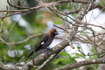 Thick-billed weaver bird (Amblyospiza albifrons)