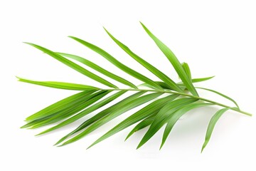 Fototapeta premium Isolated white background sprig of kokosan Lansium parasiticum