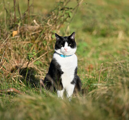 Black and White cat in a field