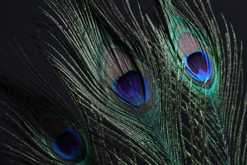 Obraz premium Three beautiful peacock feathers on black background, closeup