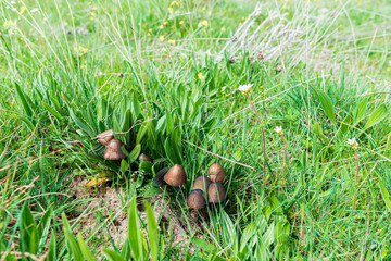 setas pequeñas