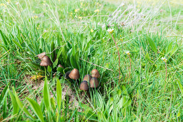 setas pequeñas
