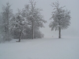 Fototapeta premium Snow