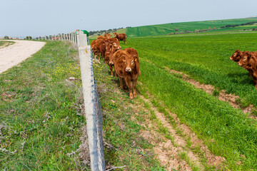 vacas limusinas primavera 2023 castilla salamanca