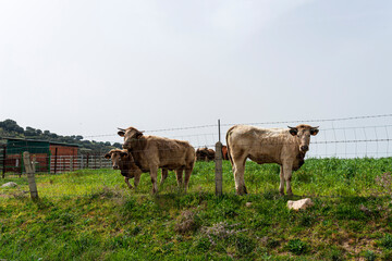 vacas blancas pastando