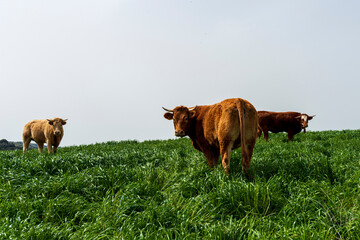 vacas limusinas primavera 2023 castilla salamanca