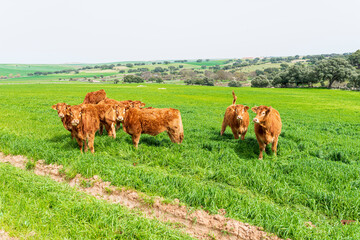 vacas limusinas primavera 2023 castilla salamanca