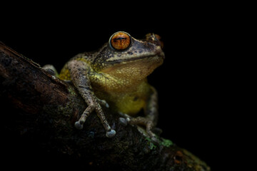 Close-up portrait of the highly endemic and endangered Munnar bush frog sitting on a mossy branch against a black background during the monsoon months from Munnar, Kerala, India