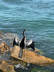 Anhinga drying off from swim