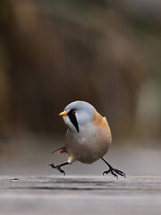 Hüpfendes Bartmeisen-Männchen