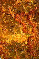 autumn leaves background