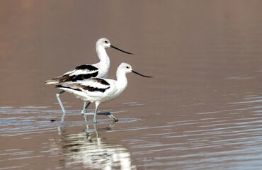 American Avocet pair in non-breeding plumage foraging in synchrony in a shallow pond