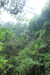tropical forest