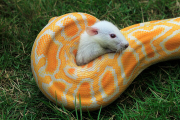Snake eating a rat.Yellow Albino Reticulated Phyton 