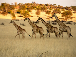 Group of giraffes travelling through field