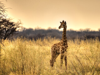 Young giraffe in field looking around