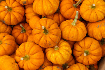 pumpkin harvest in autumn season
