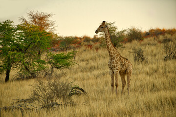 Young Giraffe looking for its mother