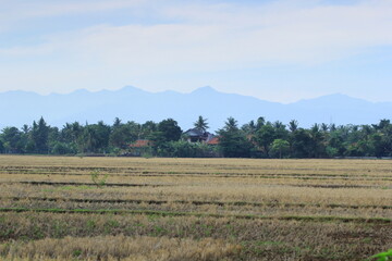 Fototapeta premium landscape with a field and trees