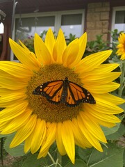 butterfly on a sunflower