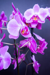 orchid
