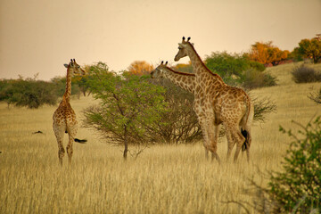 Three giraffes feeding in Namibia