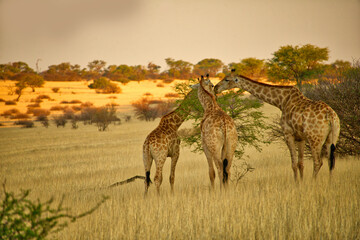 Three giraffes with heads together