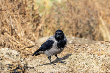 Hooded Crow (Corvus cornix) – Commonly found in Europe and Asia, sighted at Bull Island, Ireland