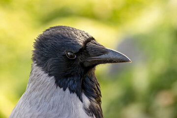 Hooded Crow (Corvus cornix) – Commonly found in Europe and Asia, sighted at Bull Island, Ireland