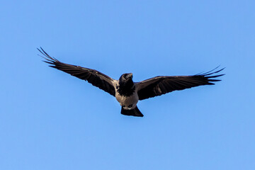 Hooded Crow (Corvus cornix) – Commonly found in Europe and Asia, sighted at Bull Island, Ireland
