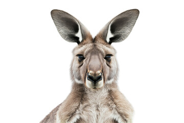 Fototapeta premium A full-body portrait of a kangaroo standing upright in a natural pose on a neutral background during daylight