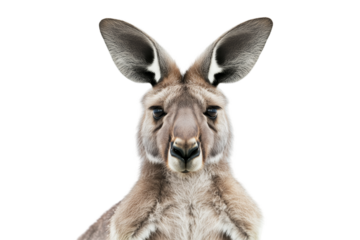 A full-body portrait of a kangaroo standing upright in a natural pose on a neutral background during daylight