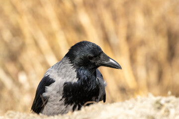 Hooded Crow (Corvus cornix) – Commonly found in Europe and Asia, sighted at Bull Island, Ireland