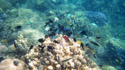 coral reef and fish