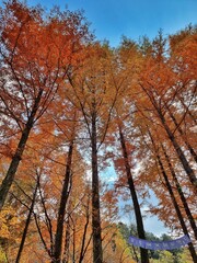 autumn in the forest