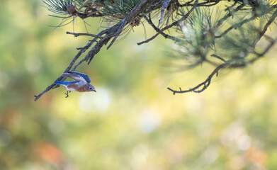 Eastern bluebird takes off from a branch.
