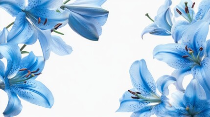 Beautiful Blue Lilies on a White Background