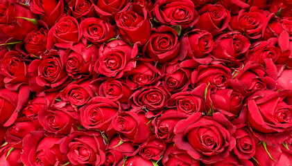 red roses background