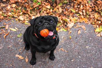 A cheerful black dog invites you for a walk in the autumn park. The pug is holding an orange ball...