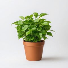 Obraz premium Green plant in a terracotta pot, white isolated background.