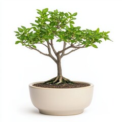 Obraz premium Bonsai tree in white ceramic pot, isolated on white background.