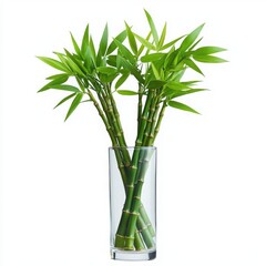 Obraz premium Fresh bamboo stems in a clear glass vase, vibrant green against a white background.