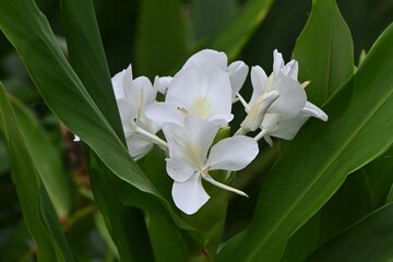 Fototapeta premium White ginger lily ( Hedychium coronarium ) flowers. Zingiberaceae evergreen perennial bulbous plants.