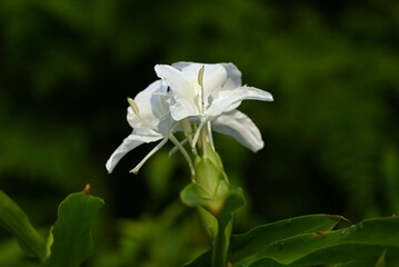 White ginger lily ( Hedychium coronarium ) flowers. Zingiberaceae evergreen perennial bulbous plants.