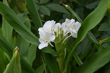 White ginger lily ( Hedychium coronarium ) flowers. Zingiberaceae evergreen perennial bulbous plants.