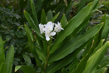 White ginger lily ( Hedychium coronarium ) flowers. Zingiberaceae evergreen perennial bulbous plants.