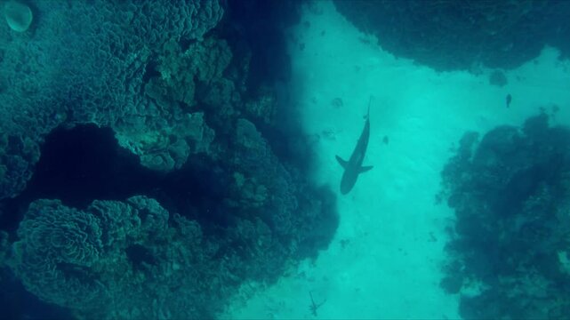 The sharks are on the hunt, sniffing around the nooks and crannies of one of the best conserved coral reefs in the world. We are in Caribbean waters of Cuba at a place known as Jardines de la Reina